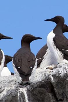 Paperback A Flock of Common Guillemot aka Thin Billed Murre Uria aalge Seabird Journal: 150 Page Lined Notebook/Diary Book