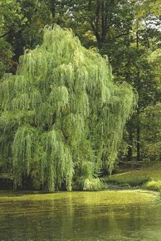 Neat Willow Trees Journal: 150 page lined notebook/diary