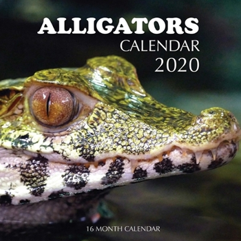 Paperback Alligators Calendar 2020: 16 Month Calendar Book