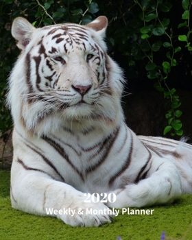 Paperback 2020 Weekly and Monthly Planner: White Tiger- Monthly Calendar with U.S./UK/ Canadian/Christian/Jewish/Muslim Holidays- Calendar in Review/Notes 8 x 1 Book