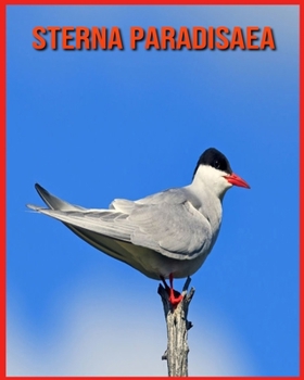 Paperback Sterna Paradisaea: Scopri i Sterna Paradisaea e goditi le immagini colorate [Italian] Book