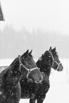 Paperback 2020 Weekly Planner Horse Photo Equine Horses Snowfall 134 Pages: 2020 Planners Calendars Organizers Datebooks Appointment Books Agendas Book