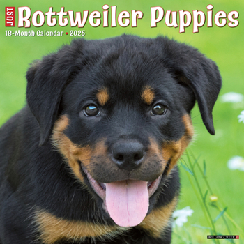 Calendar Just Rottweiler Puppies 2025 12 X 12 Wall Calendar Book