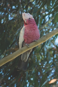 Rosakakadu: Kalender 2020 / Jahresplaner / Terminplaner Kakadu Papagei - DIN A5 - Geschenk Australien Reise (German Edition)