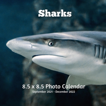 Paperback Sharks 8.5 X 8.5 Calendar September 2021 -December 2022: Monthly Calendar with U.S./UK/ Canadian/Christian/Jewish/Muslim Holidays - Marine Life Book