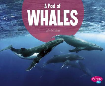 Hardcover A Pod of Whales Book