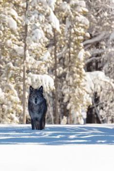 Paperback Beautiful Eyes This Morning: The Gray Wolf or Timber Wolf, Is a Canine Native to the Wilderness and Remote Areas of Eurasia and North America. Book