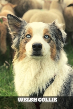 Welsh Collie: Complete breed guide