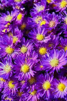 Paperback Daisies Notebook Book