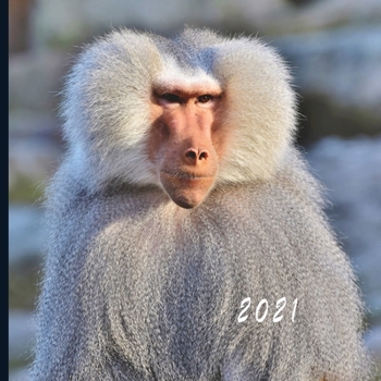 2021: Monthly Photo Calendar | January 2021 - December 2021 | Monthly Calendar with U.S./UK/ Canadian/Christian/Jewish/Muslim Holidays | Baboon Photo Calendar