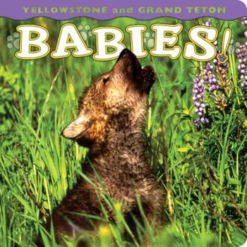 Board book Yellowstone and Grand Teton Babies! Book