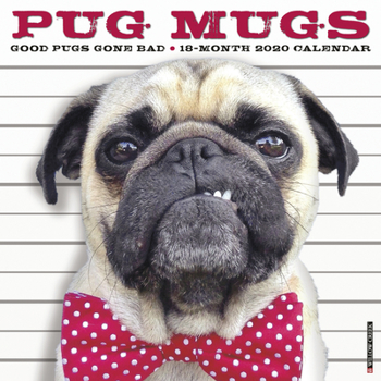 Calendar Pug Mugs 2020 Wall Calendar Book
