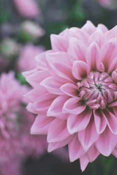 Journal: 150 Lined & Dated Pages, 6x9 Inches Notebook With An Inspiring Pink Flower, Diary for Writing, Brainstorming, Note-Taking, Relieving Stress & More