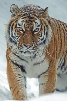 Paperback Siberian Tiger in the Snow Journal: 150 page lined notebook/diary Book