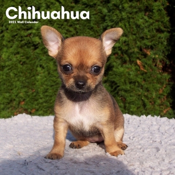 Paperback Chihuahua 2021 Wall Calendar: Animals Dog Breed Calendar 2021 Book