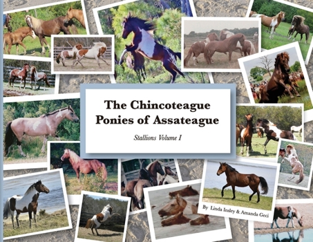 Paperback The Chincoteague Ponies of Assateague: Volume I Stallions Book