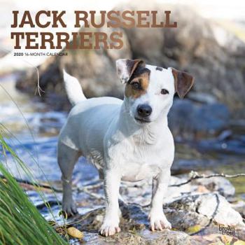 Calendar Jack Russell Terriers 2020 Square Foil Book