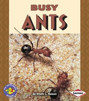 Paperback Busy Ants Book