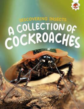 Paperback Hungry Tomato Ltd Discovering Insects A Collection of Cockroaches. Book