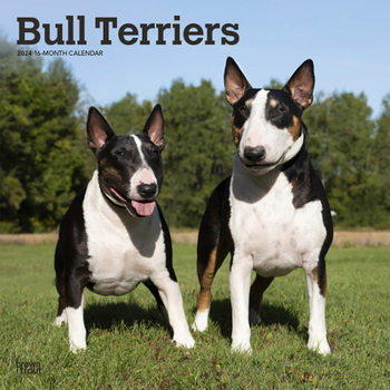 Calendar Bull Terriers 2024 Square Book