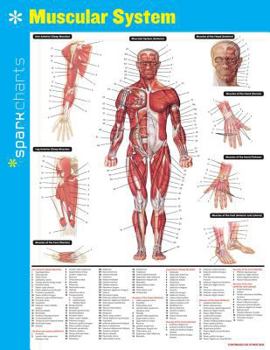 Flexibound Muscular System Sparkcharts: Volume 44 Book