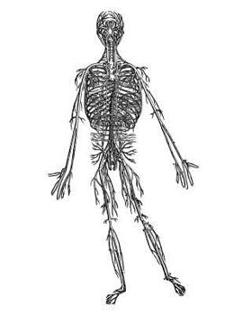 Anatomy Notebook: Deliniation of Aorta - Andreas Vesalius Anatomy Art College Ruled Notebook | 110 Pages (Andreas Vesalius White Cover)