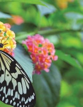 Paperback White Tree Nymph Notebook Large Size 8.5 x 11 Ruled 150 Pages Softcover Book