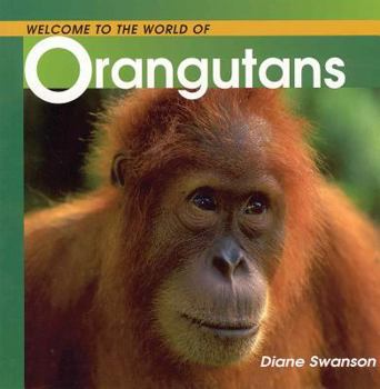 Paperback Welcome to the World of Orangutans Book