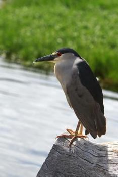 Paperback Black-crowned Night Heron Journal: 150 page lined notebook/diary Book