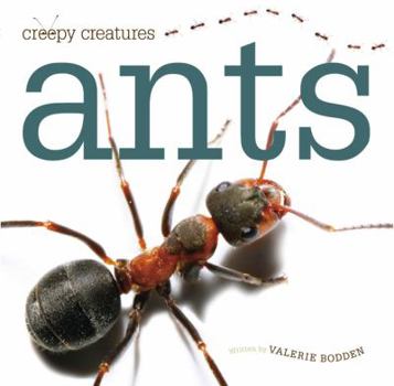 Paperback Ants Book