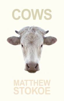 Cows