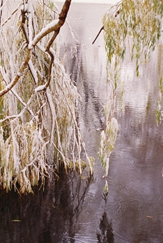 2020 Daily Planner Winter Theme Pretty Snowy Branches 388 Pages: 2020 Planners Calendars Organizers Datebooks Appointment Books Agendas