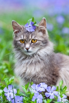 CUTE  PRECIOUS  CAT LOVERS WRITING & SKETCHING NOTEBOOK JOURNAL: Cute Journal & Blank Notebook with CAT related Theme | School, College & Work Journal ... Cat Lovers (UNIQUE CAT GIFTS FOR CAT LOVERS)