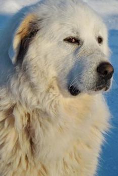 Paperback The Great Pyrenees Dog Journal: 150 page lined notebook/diary Book
