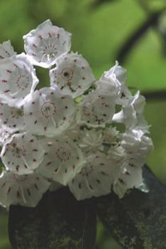 Paperback Pennsylvania State Flower - Mountain Laurel Journal: 150 page lined notebook/diary Book