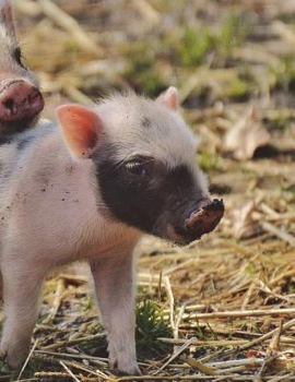 Paperback Piglet Notebook Large Size 8.5 x 11 Ruled 150 Pages Softcover Book