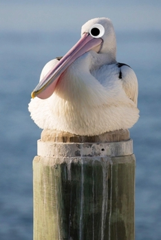 Paperback Googly Eye Pelican Journal: 100-page blank lined journal featuring a pelican with googly eyes Book