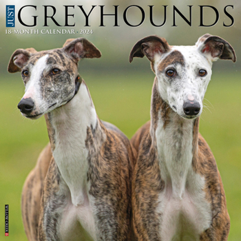 Calendar Just Greyhounds 2024 12 X 12 Wall Calendar Book