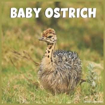 Baby Ostrich Calendar 2022: Official Common ostrich Birds 2022 Calendar 16 Months