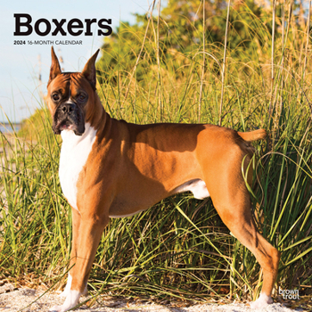 Calendar Boxers 2024 Square Book