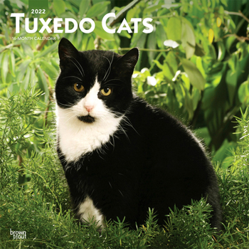 Tuxedo Cats 2022 12 x 12 Inch Monthly Square Wall Calendar, Animals Kittens Feline