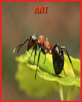 Ant: Fascinating Ant Facts for Kids with Stunning Pictures!