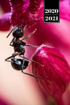 Ant Insect Myrmecology Week Planner Weekly Organizer Calendar 2020 / 2021 - Red Flower: Cute Wildlife Animal Pet Bullet Journal Notebook Diary in 6” x 9” Inch Pocket Size