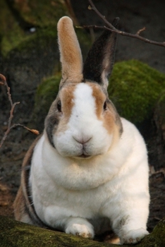 Paperback Brown and White Rabbit Journal: 150 Page Lined Notebook/Diary Book