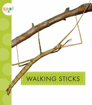 Paperback Walking Sticks Book