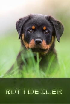 Rottweiler: Complete breed guide