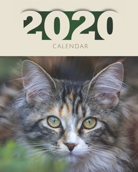 Paperback Calendar 2020: Weekly Personal Organizer With Cat On Cover January - December Book
