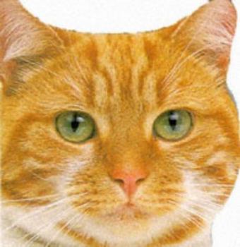 Paperback Cats and Kittens (Funfax Animal Shaped Board Books) Book