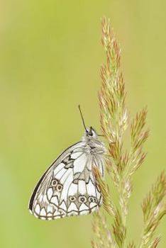 Paperback friendly butterfly Book