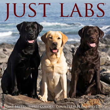 Calendar Just Labs 2024 12 X 12 Wall Calendar Book